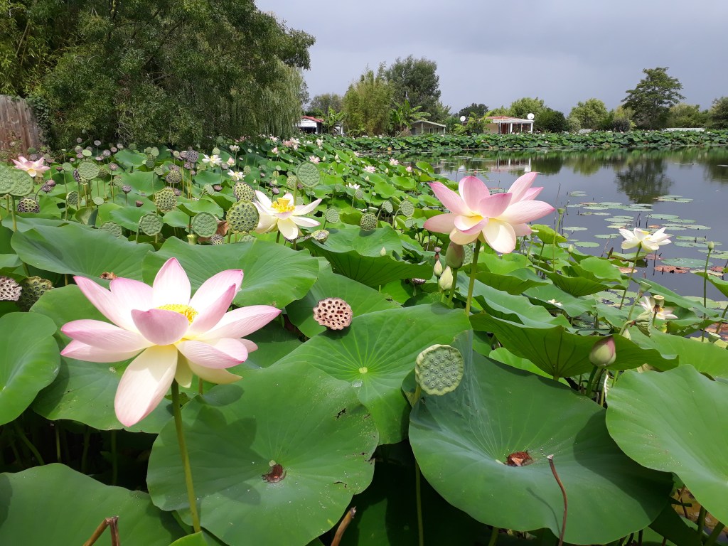 Silence de cris&nbsp;sourds