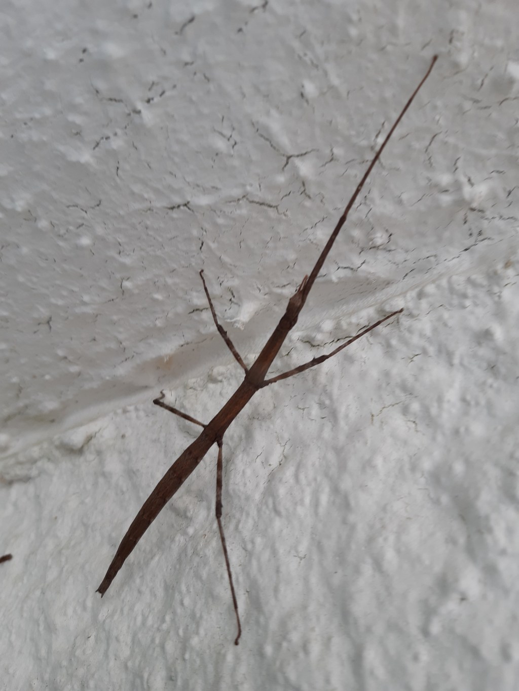 La beauté en&nbsp;phasme