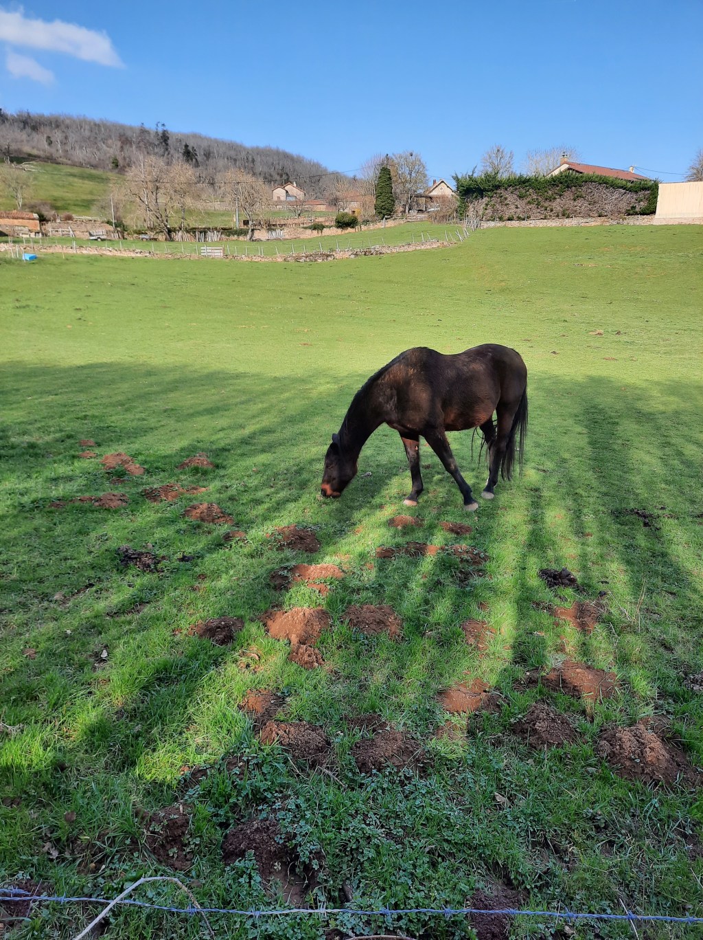 Derme cuir frémissant