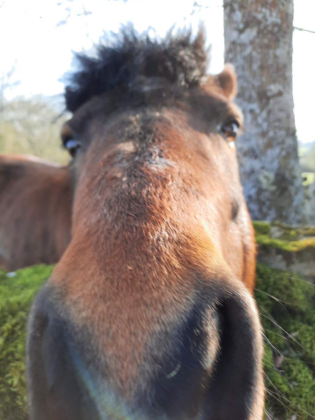 Parfums suaves du&nbsp;lendemain