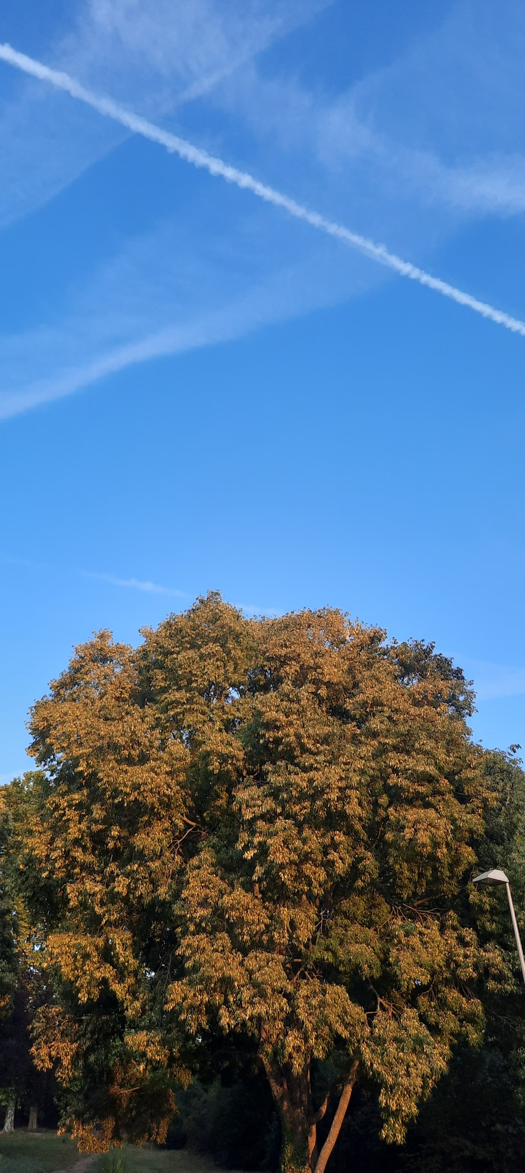 Océane Ailepé Haut