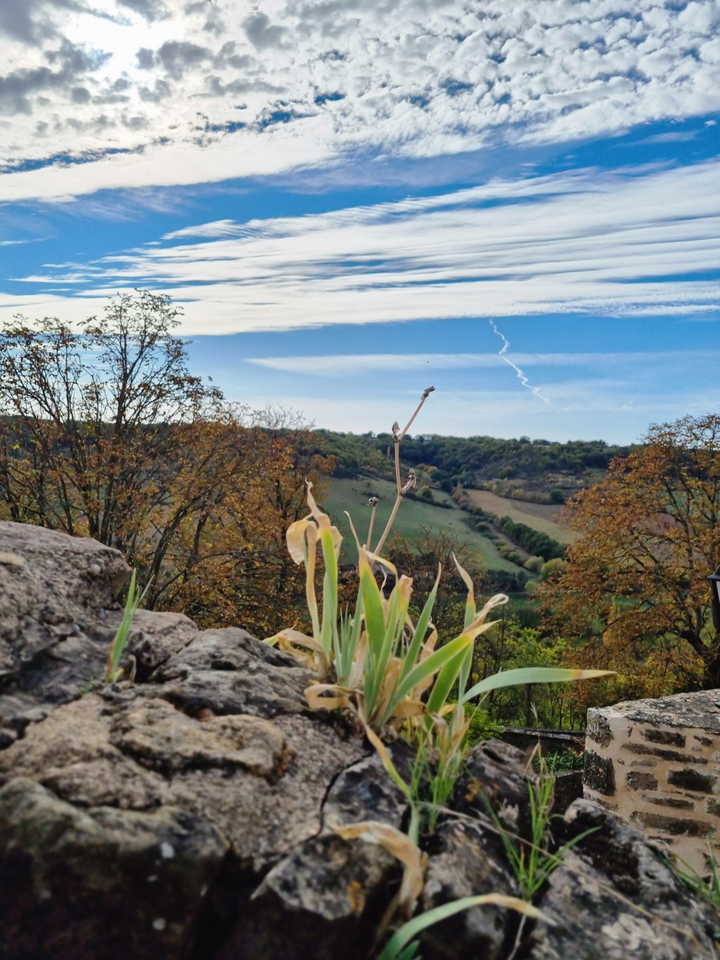 Cédre cyprès…qui se refuse au&nbsp;vent